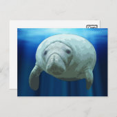 Cartes postales Manatee (Devant / Derrière)