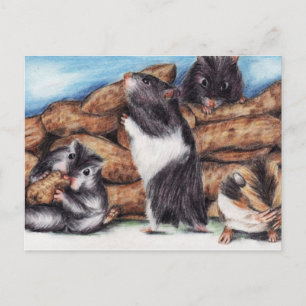 Cartes postales Masons arachides (Hamster)