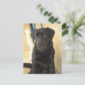 Cartes postales Mastiff/Chocolat Labrador Retrieve (Debout devant)