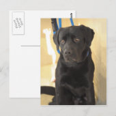 Cartes postales Mastiff/Chocolat Labrador Retrieve (Devant / Derrière)