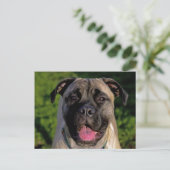 Cartes postales Mastiff Smile (Debout devant)