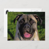 Cartes postales Mastiff Smile (Devant / Derrière)