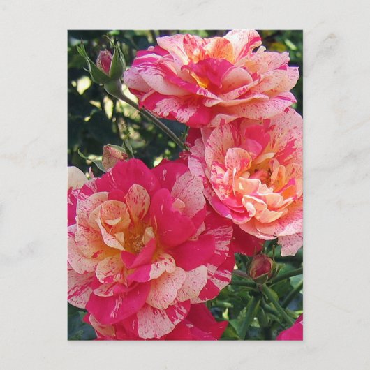 Cartes postales modifiables de roses rayées rouges (Devant)