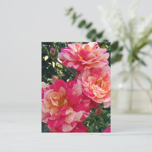 Cartes postales modifiables de roses rayées rouges (Debout devant)