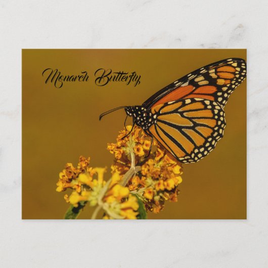 Cartes postales Monarch Butterfly (Devant)