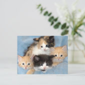 Cartes postales Orange, Calico et Black/White Kitt (Debout devant)