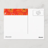 Cartes postales Orange Gerber (Dos)