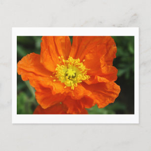 Cartes postales Orange Poppy Flower