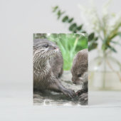 Cartes postales Otter Habitat (Debout devant)