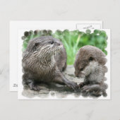 Cartes postales Otter Habitat (Devant / Derrière)