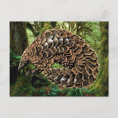 Cartes postales Pangolin (Devant)