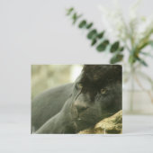 Cartes postales Panneaux couchés (Debout devant)