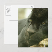 Cartes postales Panneaux couchés (Devant / Derrière)