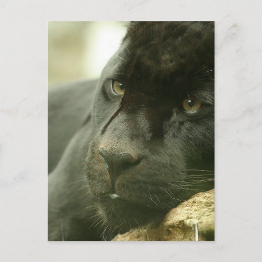 Cartes postales Panneaux couchés (Devant)