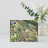 Cartes postales Peacock Tail Feathers (Debout devant)