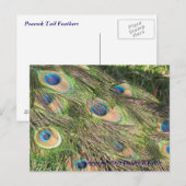 Cartes postales Peacock Tail Feathers (Devant / Derrière)