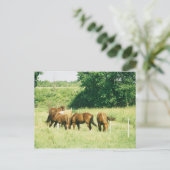 Cartes postales Pebbles, Lady, Sugar, Limited et G (Debout devant)