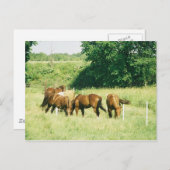 Cartes postales Pebbles, Lady, Sugar, Limited et G (Devant / Derrière)