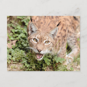 Cartes postales Photo cat, lynx, animaux.