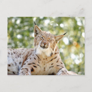 Cartes postales Photo cat, lynx, animaux.