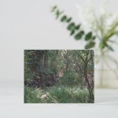 Cartes postales photo de la Forêt Primordiale Pers (Debout devant)