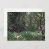 Cartes postales photo de la Forêt Primordiale Pers (Devant / Derrière)