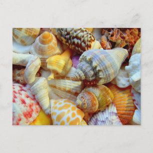 Cartes postales Photographie Coquillages Tropicaux