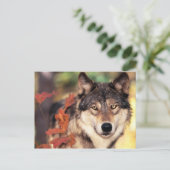 Cartes postales pour animaux 36 (Debout devant)