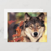 Cartes postales pour animaux 36 (Devant / Derrière)