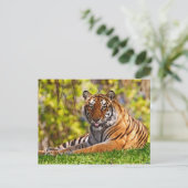 Cartes postales pour animaux 37 (Debout devant)