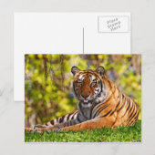 Cartes postales pour animaux 37 (Devant / Derrière)