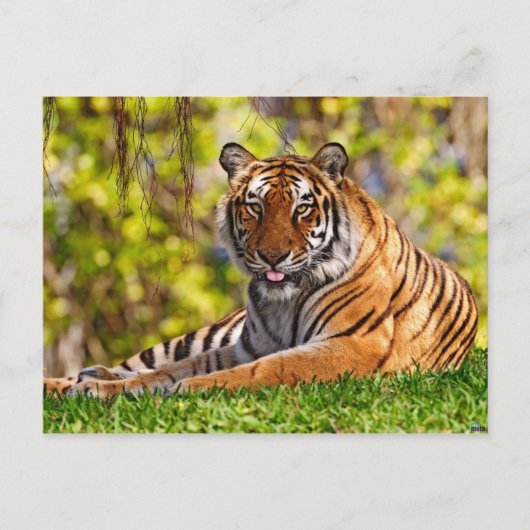Cartes postales pour animaux 37 (Devant)