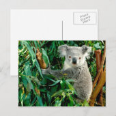 Cartes postales pour animaux 38 (Devant / Derrière)