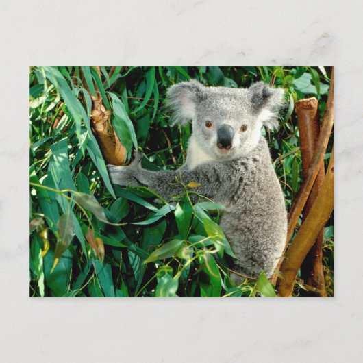 Cartes postales pour animaux 38 (Devant)