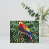 Cartes postales pour animaux 41 (Debout devant)