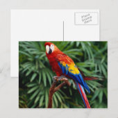 Cartes postales pour animaux 41 (Devant / Derrière)