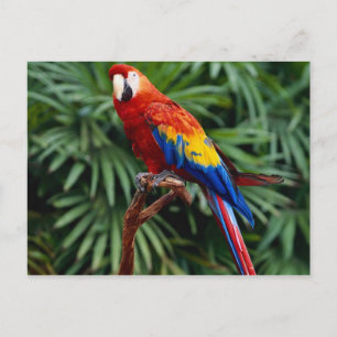 Cartes postales pour animaux 41