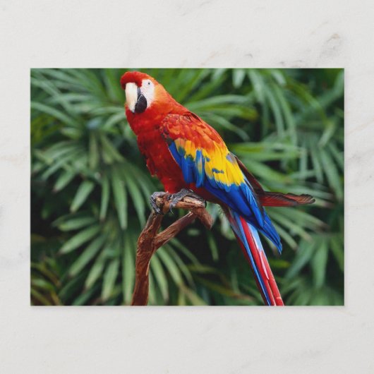 Cartes postales pour animaux 41 (Devant)