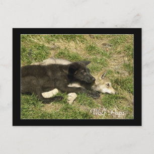 Cartes postales pour animaux sauvages de loup de b