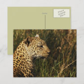 Cartes postales pour animaux sauvages Leopard (ale (Devant / Derrière)