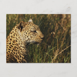 Cartes postales pour animaux sauvages Leopard (ale