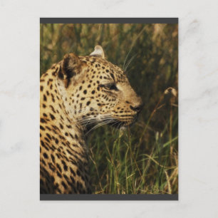 Cartes postales pour animaux sauvages Leopard (ale