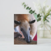 Cartes postales pour Anteater (Debout devant)