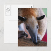 Cartes postales pour Anteater (Devant / Derrière)