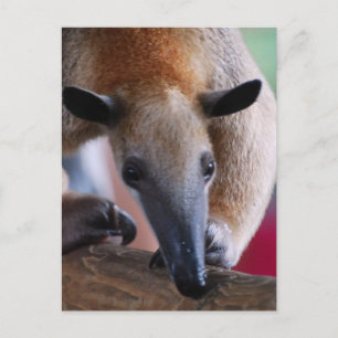 Cartes postales pour Anteater