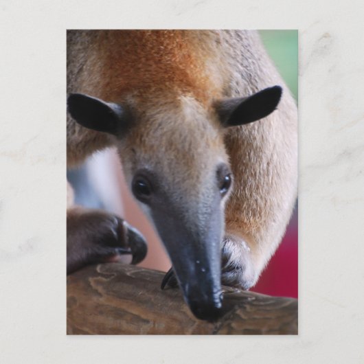 Cartes postales pour Anteater (Devant)