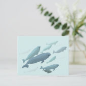 Cartes postales pour baleines bélugas Cartes canad (Debout devant)