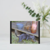 Cartes postales pour bébés Dachshund (Debout devant)