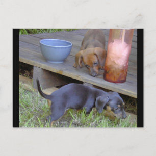 Cartes postales pour bébés Dachshund
