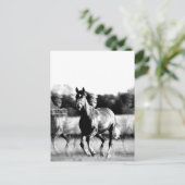 Cartes postales pour chevaux de course noir et bla (Debout devant)